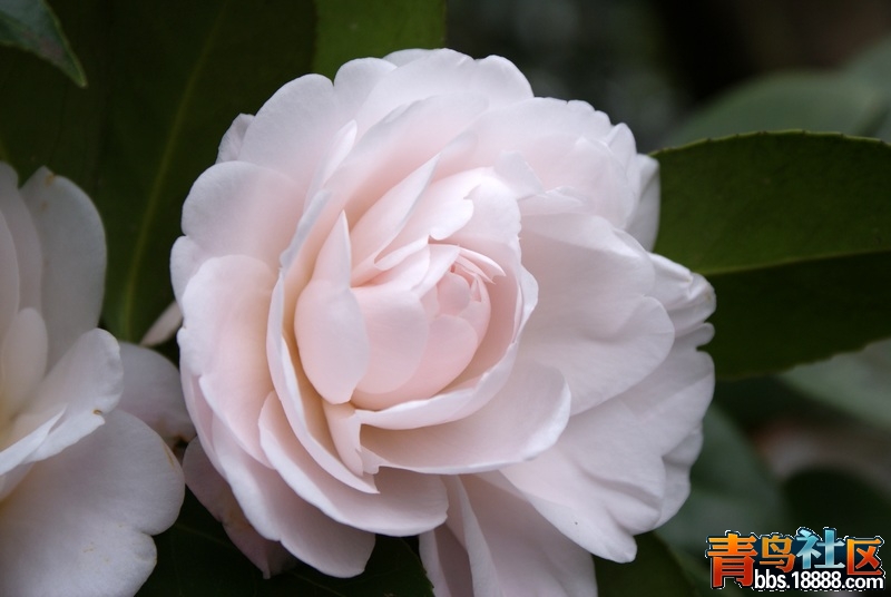 2013-茶花-15.jpg