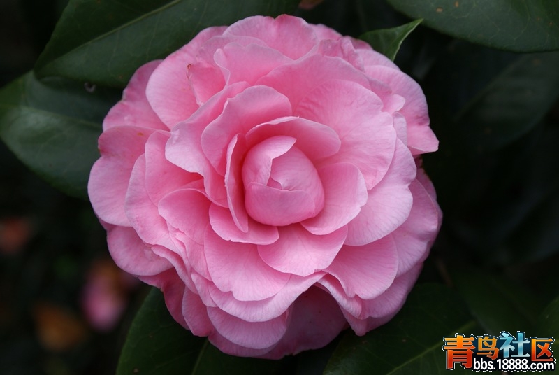 2013-茶花-7.jpg