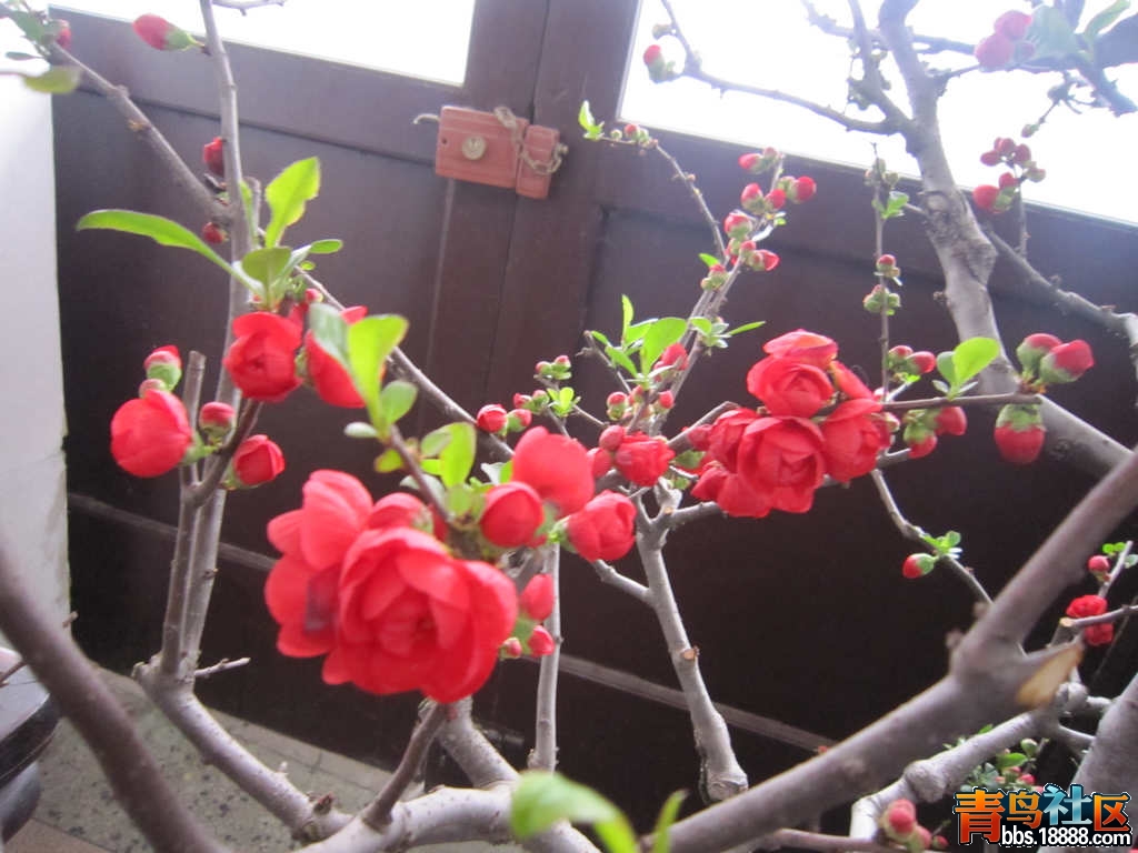 照片 919.jpg
