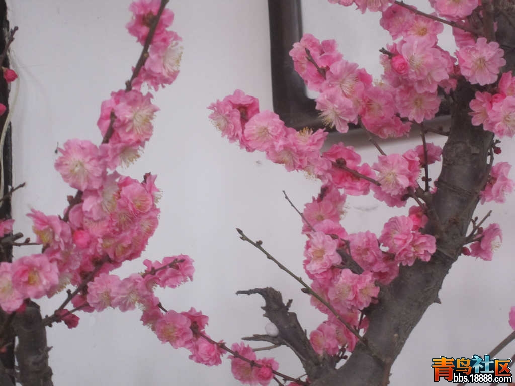 照片 894.jpg