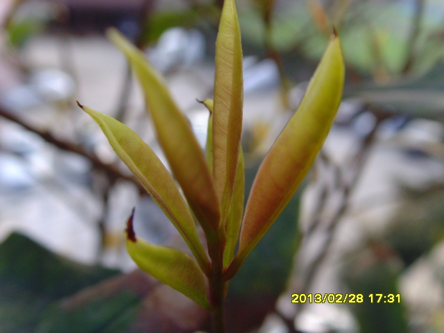 SNV36309.JPG
