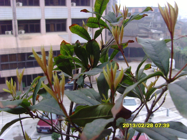 SNV36300.JPG