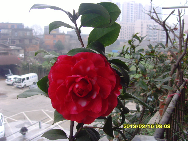 SNV36130.JPG