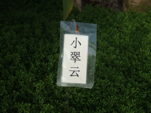 小翠云 (1).JPG