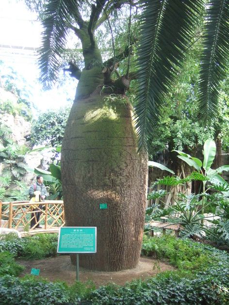 瓶子树 (1).JPG