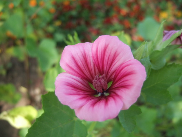 DSCF4600_调整大小.JPG