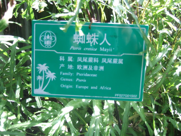 蜘蛛人 (9).JPG