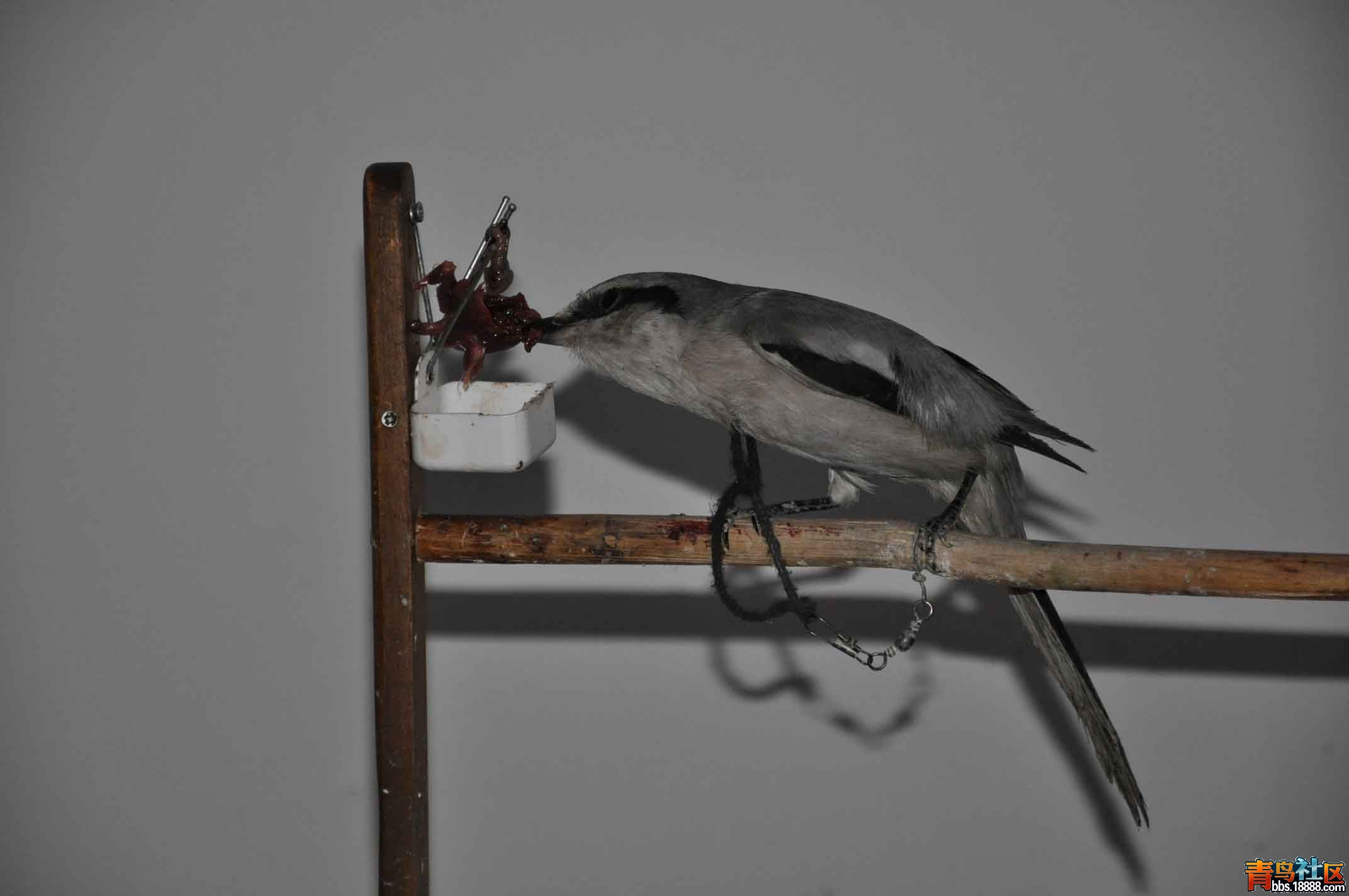DSC_16960.jpg