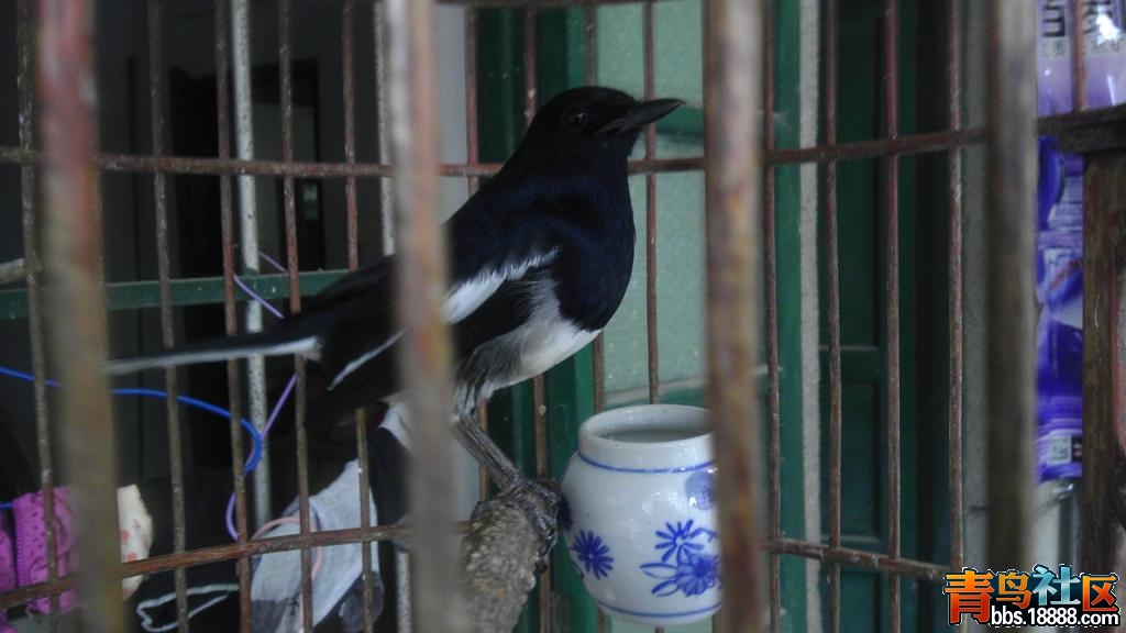 IMAG0325.jpg