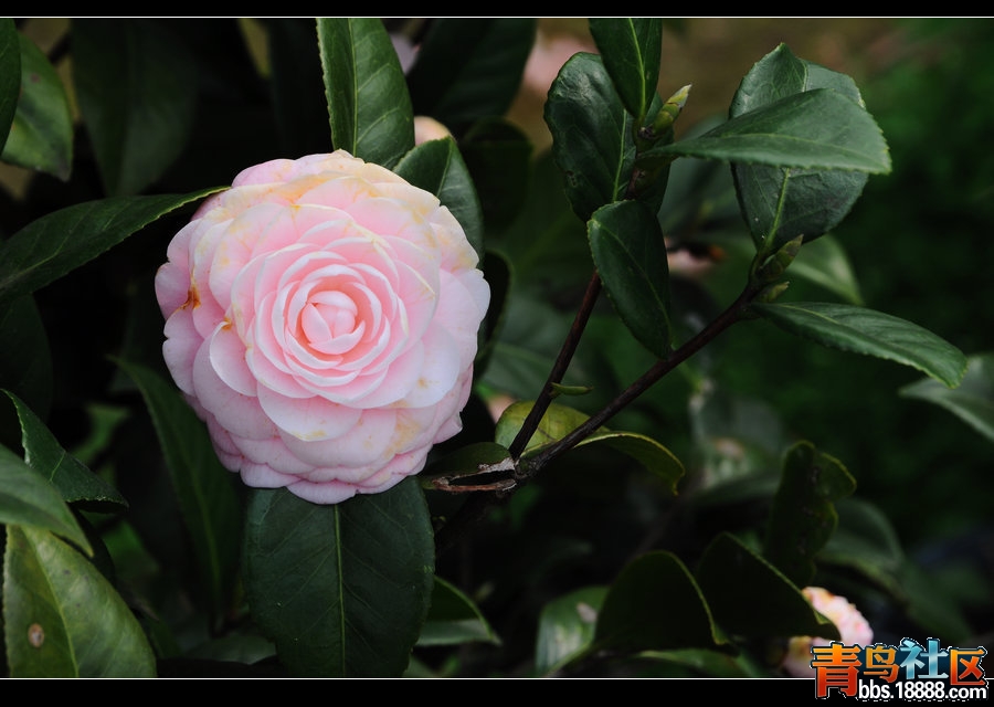 DSC_0090.JPG