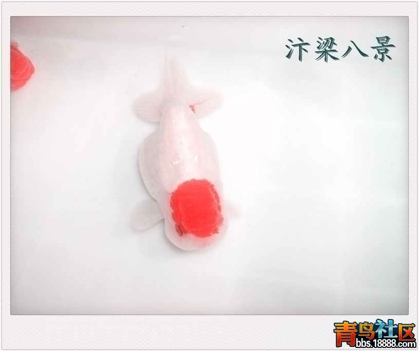 中原一点红04.jpg