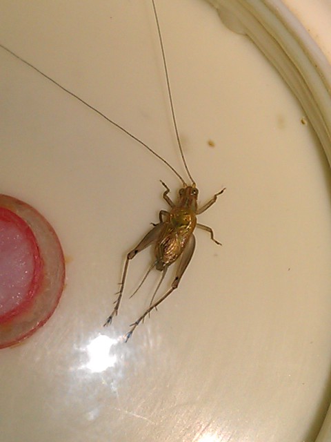 IMAG0971.jpg