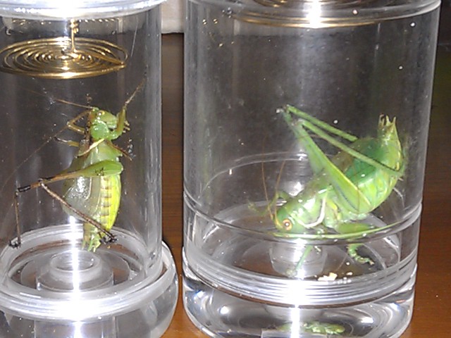 IMAG0243.jpg