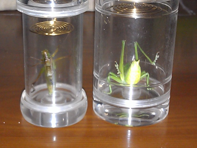 IMAG0244.jpg
