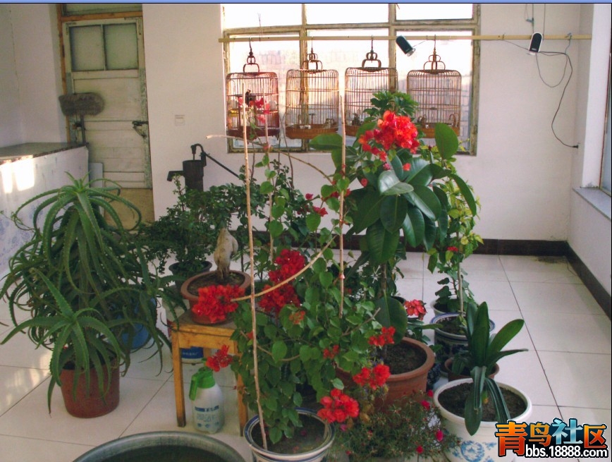 花鸟2.jpg
