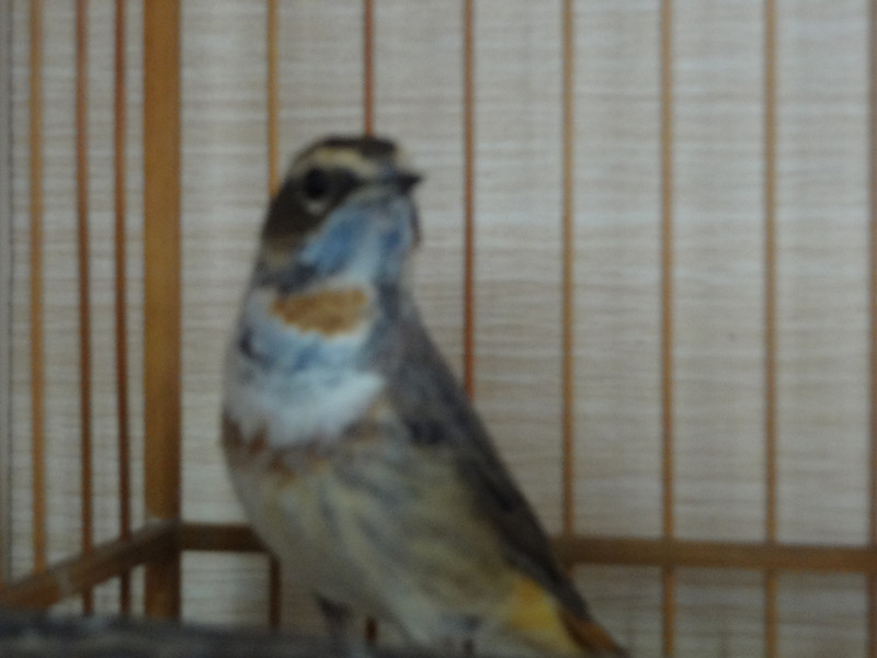 DSC00605_副本.jpg