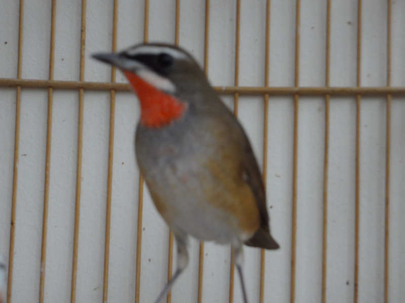 DSC00599_副本.jpg