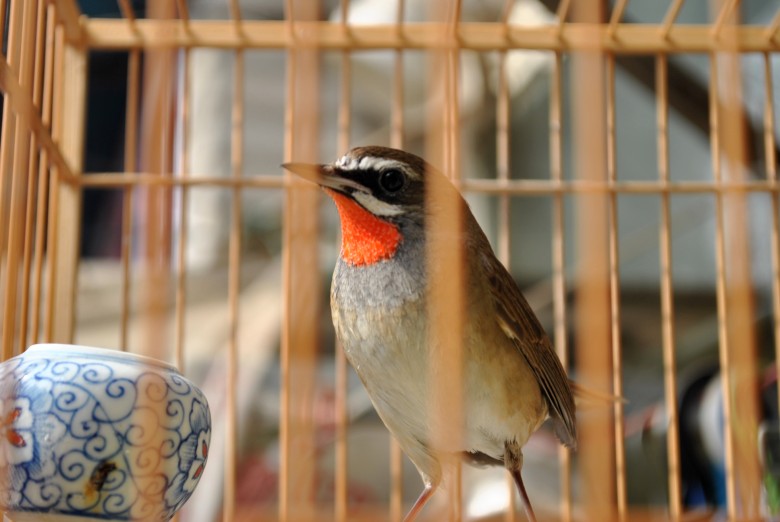DSC_0090_conew1.jpg