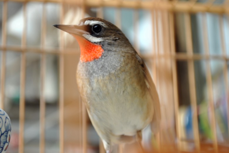 DSC_0096_conew1.jpg