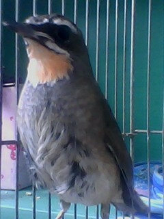 IMG0286A.jpg