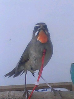 IMG0251A.jpg