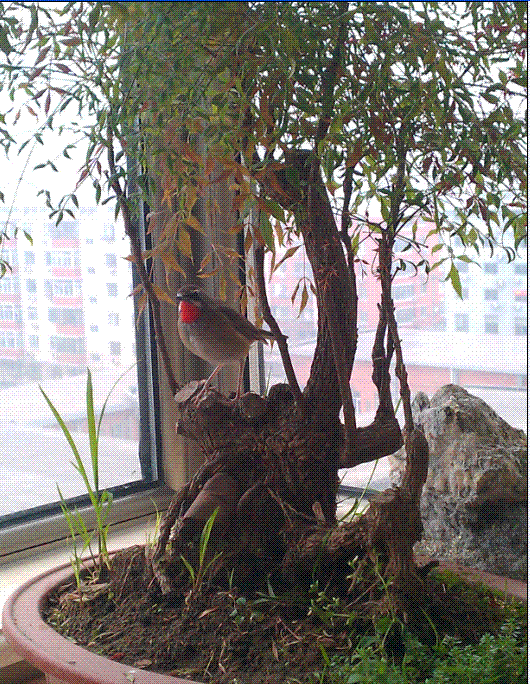 3.GIF