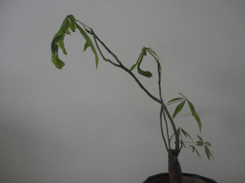 DSC00944_编辑_编辑.jpg