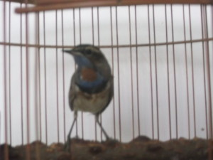 DSCF1323.jpg