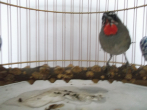 DSCF1307.jpg