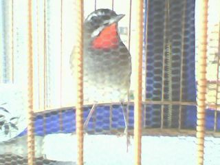 IMG0346A.jpg