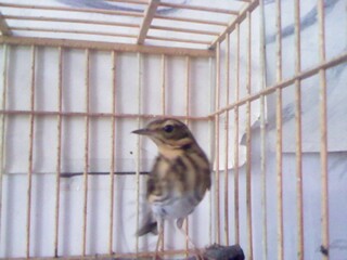 IMG0445A.jpg