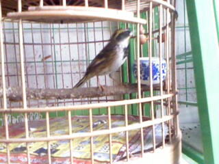 IMG0437A.jpg