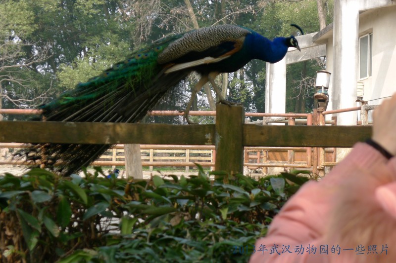 conew_p1070385_conew1.jpg
