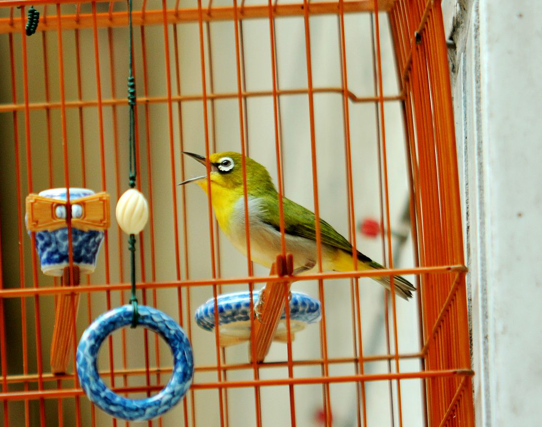 IMG_5452_conew1.jpg