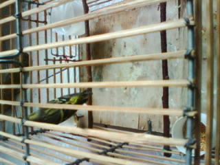 IMG0010A.jpg