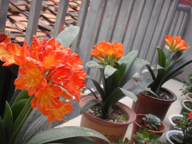 DSC02254.JPG