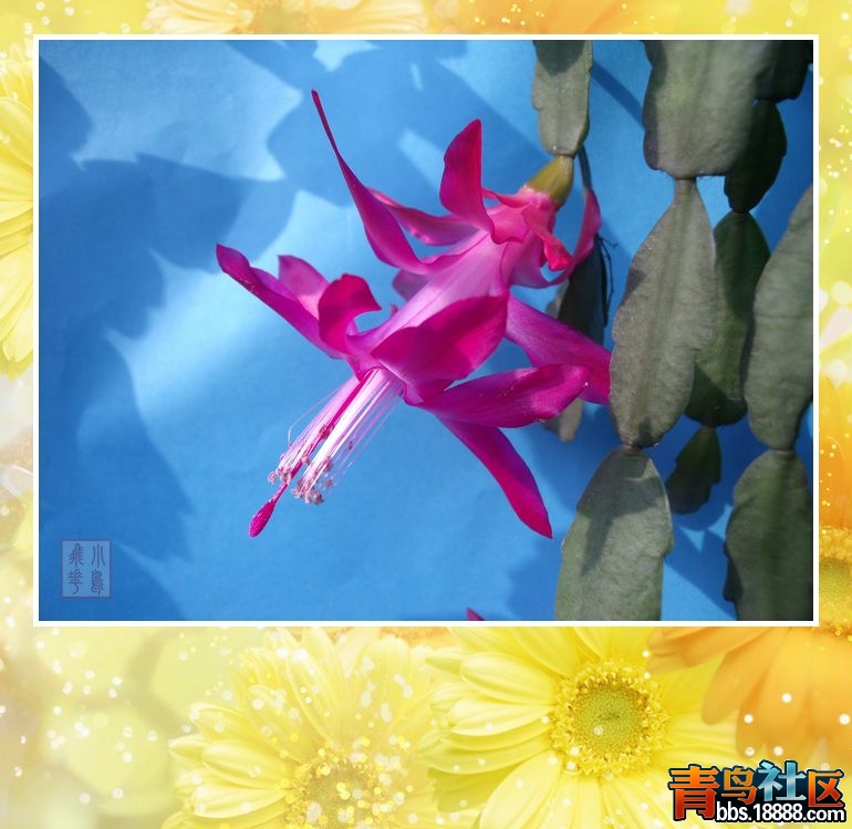 DSCF8505.jpg