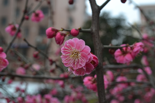 DSC_0356.jpg