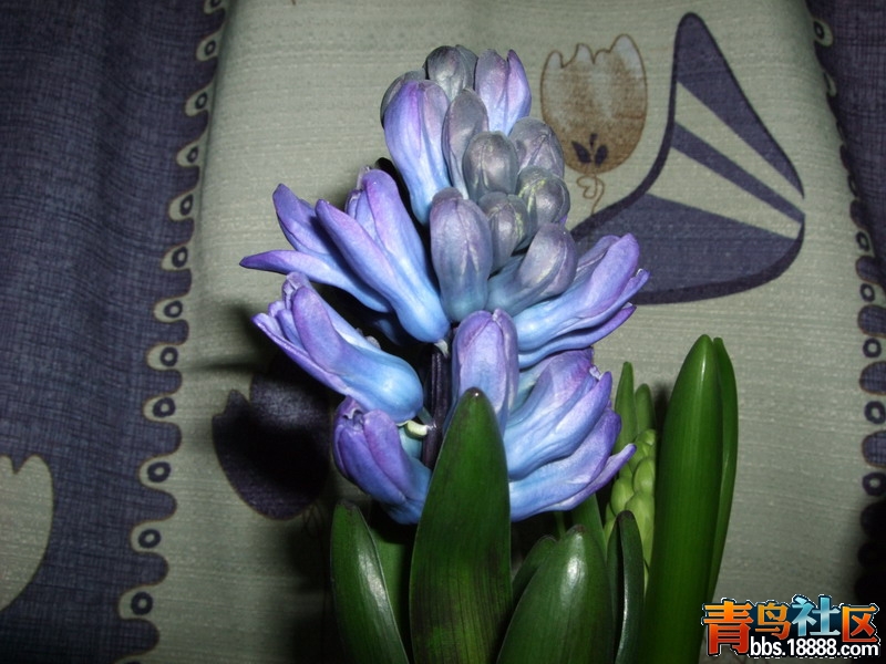 DSCF5219.jpg
