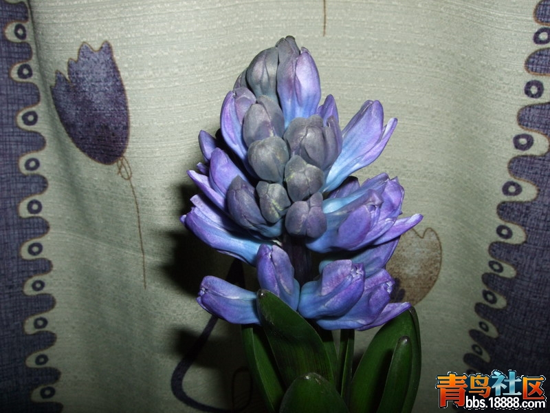 DSCF5227.jpg