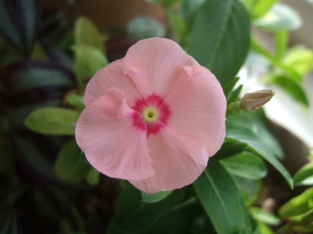 长春花 (5).JPG