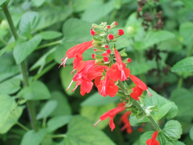 DSCF4178.JPG
