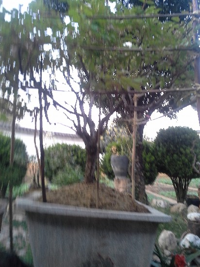 BigBull_20130316_183829.jpg