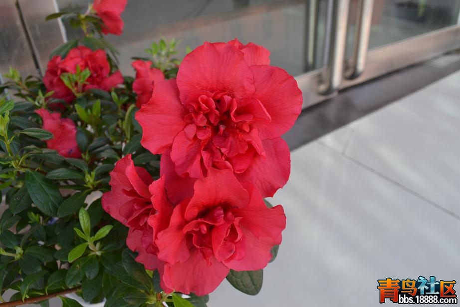 DSC_0004.JPG