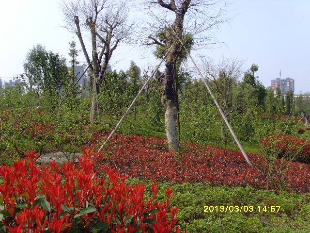SNV36402.JPG