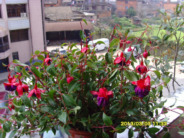 SNV36355.JPG