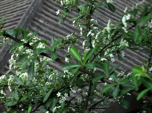 DSCF5741_调整大小.jpg