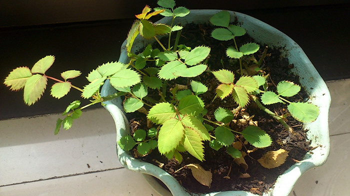 C360_2013-03-07-11-26-52_副本.jpg