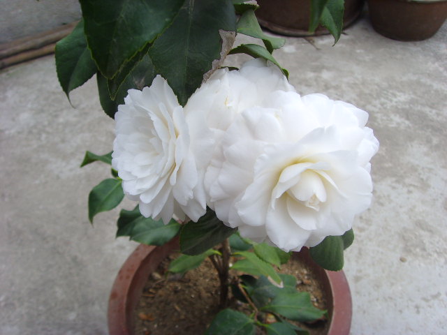 SSL24393.JPG