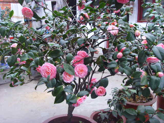 SSL24402.JPG